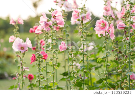 Pink Hollyhocks or Alcea flower cheerful blooming in natural park. 123529223
