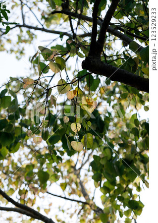 Sacred fig tree or Ficus religiosa with sprouting little light green leaves against clear sky in park. 123529233