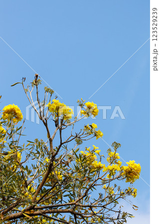 Golden Trumpet tree or Tabebuia chrysotricha blooming against blue sky. Golden Trumpet tree or Tabebuia chrysotricha blooming against blue sky. 123529239