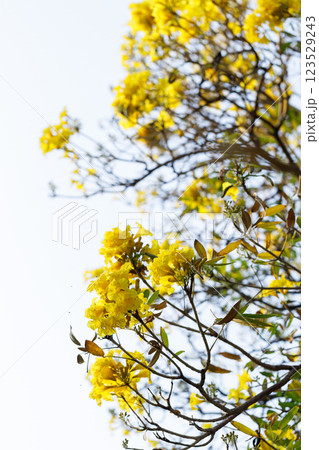 Golden Trumpet tree or Tabebuia chrysotricha blooming in natural park. Golden Trumpet tree or Tabebuia chrysotricha blooming in natural park. 123529243
