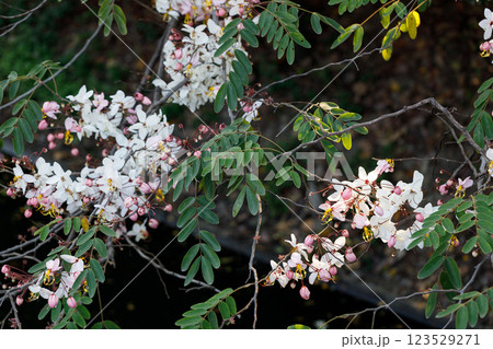 Pink shower or wishing tree cheerful blooming in natural park. Cassia bakeriana. Pink shower or wishing tree cheerful blooming in natural park. Cassia bakeriana. 123529271