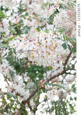 Pink shower or wishing tree cheerful blooming in natural park. Cassia bakeriana. Pink shower or wishing tree cheerful blooming in natural park. Cassia bakeriana. 123529279