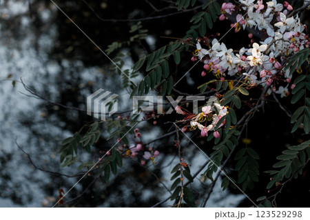 Pink shower or wishing tree cheerful blooming in natural park. Cassia bakeriana. 123529298
