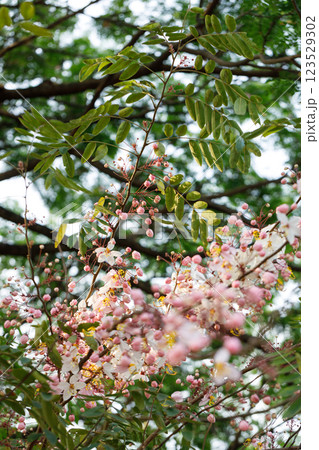 Pink shower or wishing tree cheerful blooming in natural park. Cassia bakeriana. 123529302