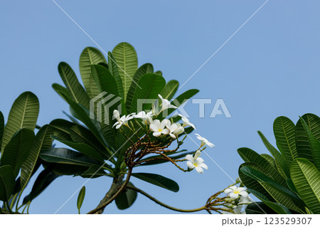 White and Yellow Plumeria or Frangipani cheerful blooming in natural park. Apocynaceae, Temple Tree, Graveyard Tree. White and Yellow Plumeria or Frangipani cheerful blooming in natural park. Apocynaceae, Temple Tree, Graveyard Tree. 123529307