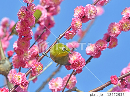 満開の紅梅にメジロ さん( 春イメージ )( ほのぼのイメージ ) 満開の紅梅にメジロ さん( 春イメージ )( ほのぼのイメージ ) 123529384