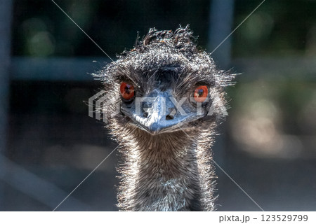ヒクイドリ科エミューの顔【ちょっと威嚇する顔 123529799