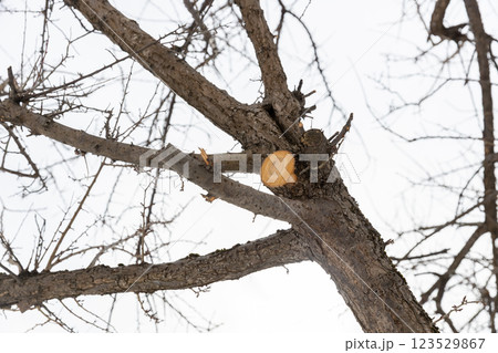 枝打ちした梅の木の切り口 123529867