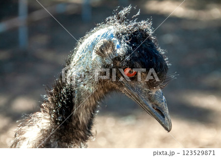 ヒクイドリ科エミューの顔【ちょっと威嚇する顔 ヒクイドリ科エミューの顔【ちょっと威嚇する顔 123529871