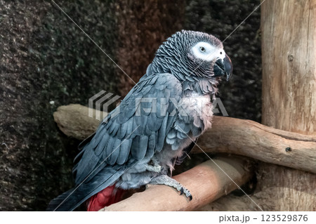 優美なヨウム鳥の容姿画像【インコ科] 】 123529876
