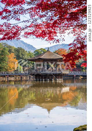 【紅葉】秋の奈良公園 浮見堂 【紅葉】秋の奈良公園 浮見堂 123529925