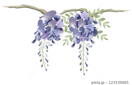水彩で描いた藤の花のイラスト 水彩で描いた藤の花のイラスト 123530065