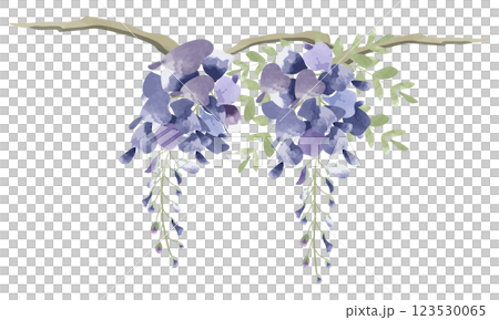 紫藤花的水彩插圖 123530065