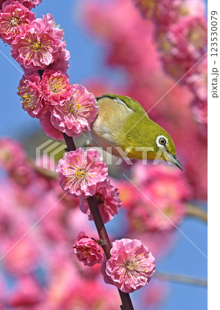 満開の紅梅にメジロさん ( 春イメージ )( 春うららかイメージ ) 満開の紅梅にメジロさん ( 春イメージ )( 春うららかイメージ ) 123530079