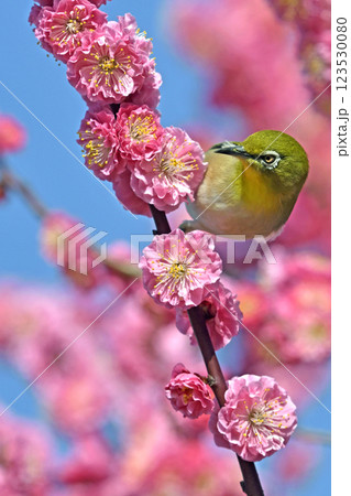 満開の紅梅にメジロさん ( 春イメージ )( 春うららかイメージ ) 満開の紅梅にメジロさん ( 春イメージ )( 春うららかイメージ ) 123530080