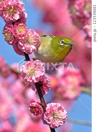 満開の紅梅にメジロさん （ 春イメージ ）（ 春うららかイメージ ） 123530081