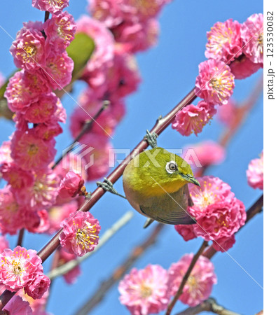 満開の紅梅にメジロさん （ 春イメージ ）（ 春うららかイメージ ） 123530082
