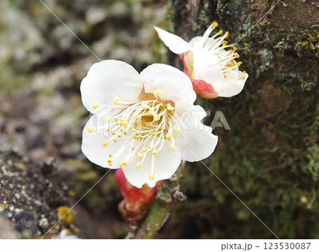 老梅の幹から咲く花(20250302092525) 老梅の幹から咲く花(20250302092525) 123530087