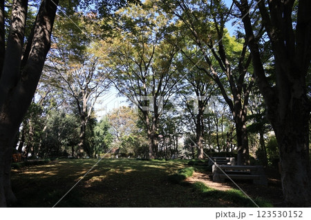 板橋区赤塚植物園の風景 123530152