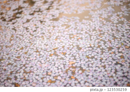 水に浮かぶ桜の花びら 水に浮かぶ桜の花びら 123530259