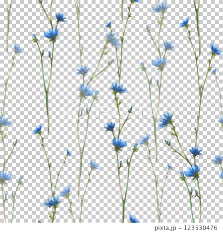 Blue wildflower, Chicory field plant with flowers and buds Cornflower Watercolor hand painted illustration. Botanical realistic clipart for greeting card, summer floral print Isolated from background 123530476