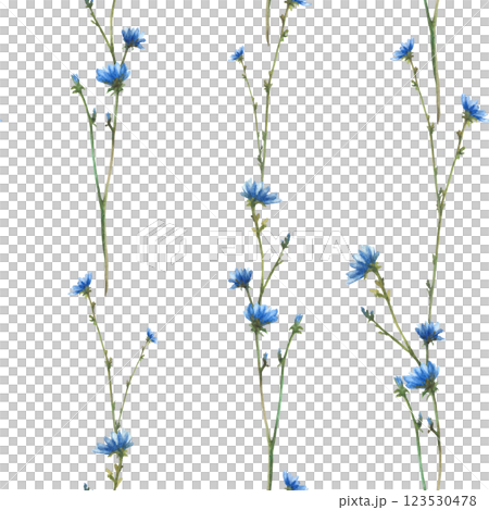 Blue Chicory wildflower. Field plant with flowers and buds seamless pattern. Watercolor Cornflower hand drawn illustration. Botanical realistic clipart for fabric, wallpaper. Isolated from background Blue Chicory wildflower. Field plant with flowers and buds seamless pattern. Watercolor Cornflower hand drawn illustration. Botanical realistic clipart for fabric, wallpaper. Isolated from background 123530478