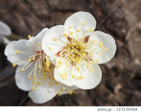 幹から咲く梅の花（20250302090840） 123530488