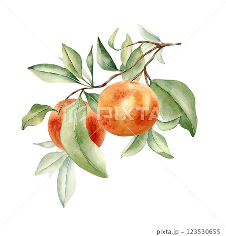 Grapefruits cluster on branch by watercolor illustration isolated. Leaves of citrus tree and red orange hand drawn. Leafy twig of ruby red fruit painted in botanical sketch. Citrus Paradisi plant 123530655