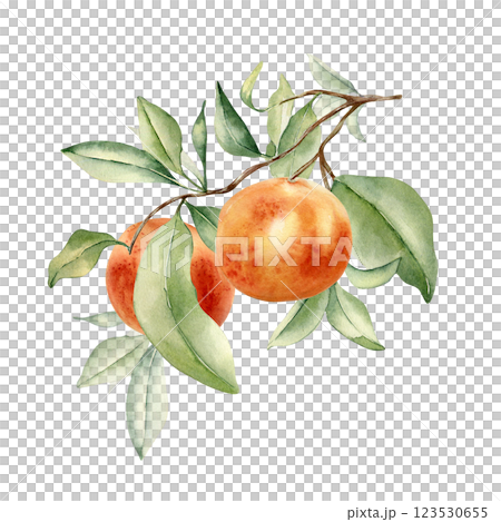Grapefruits cluster on branch by watercolor illustration isolated. Leaves of citrus tree and red orange hand drawn. Leafy twig of ruby red fruit painted in botanical sketch. Citrus Paradisi plant 123530655