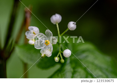 サンカヨウ(雨の日) サンカヨウ(雨の日) 123530675
