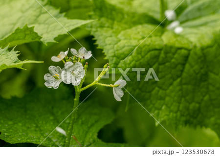 サンカヨウ（雨の日） 123530678