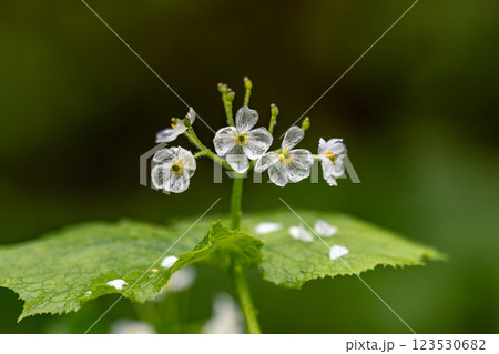 サンカヨウ（雨の日） 123530682