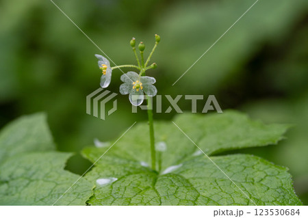 サンカヨウ（雨の日） 123530684