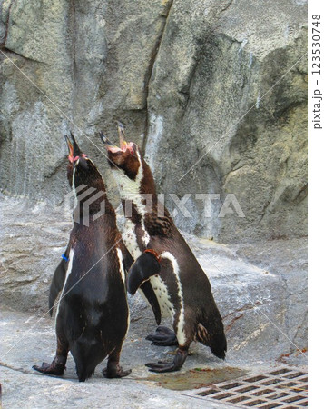 共鳴する二匹のフンボルトペンギン 123530748