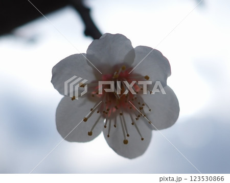 逆光に透ける梅の花びら（20250302082520） 123530866
