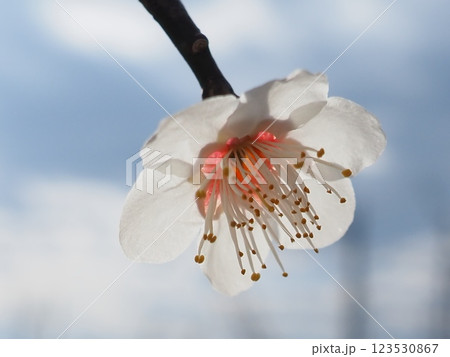 光を受ける梅の花（20250302083638） 123530867