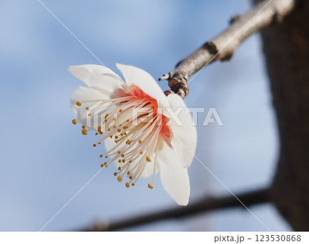 爽やかな朝の梅の花（20250302083528） 123530868