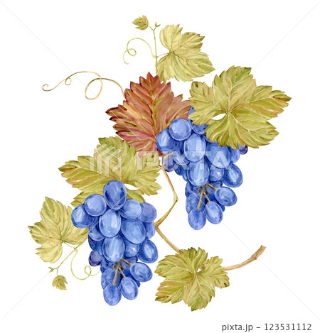 Watercolor branch with blue grapes. Illustration of purple fruits, leaves and branches isolated on white background. Berries for wine, juice, jam labels. Clipart for winery, cafe, restaurant. 123531112