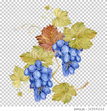 Watercolor branch with blue grapes. Illustration of purple fruits, leaves and branches isolated on white background. Berries for wine, juice, jam labels. Clipart for winery, cafe, restaurant. 123531112