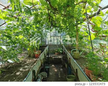 old glasshouse with green grapes 123531473