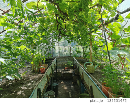 old glasshouse with green grapes 123531475
