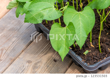 Tray with vegetable seedling on wooden work bench 123531503