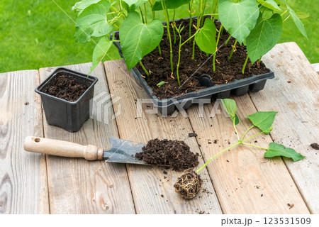 Process of transplanting vegetable seedling into plastic contain Process of transplanting vegetable seedling into plastic contain 123531509