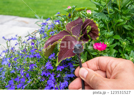 Male hand holding drip irrigation and installing it into the flo 123531527