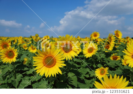 大牟田市 ひまわり畑、 大牟田市 ひまわり畑、 123531621