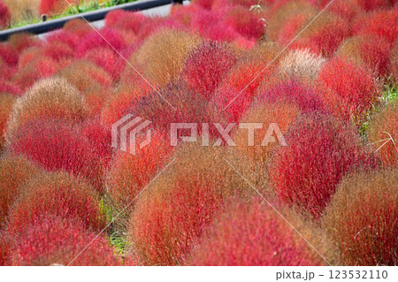 コキア　紅葉　国営ひたち海浜公園 123532110