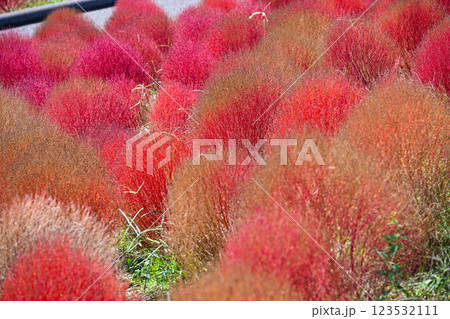コキア　紅葉　国営ひたち海浜公園 123532111