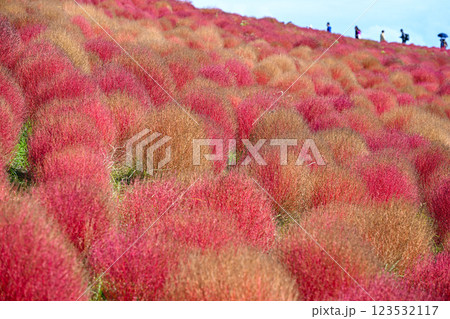 コキア　紅葉　国営ひたち海浜公園 123532117