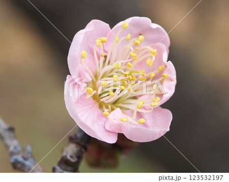 薄紅梅（20250302093211） 123532197