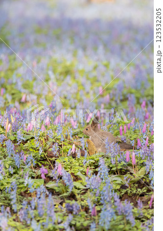 お花畑でポーズするエゾリス 123532205